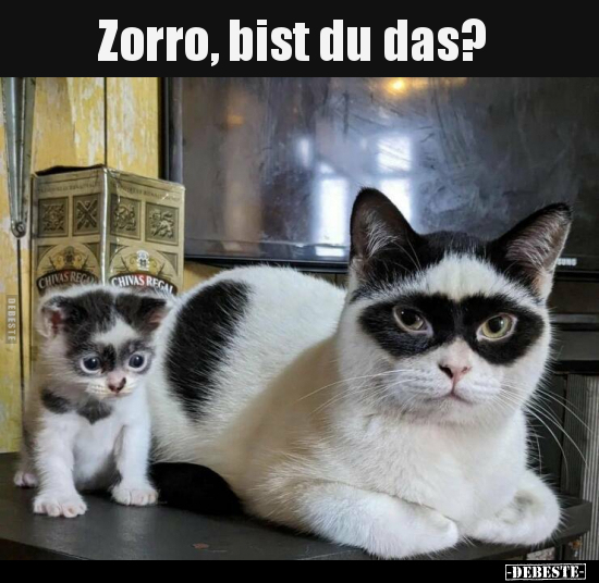 Zorro, bist du das?.. - Lustige Bilder | DEBESTE.de