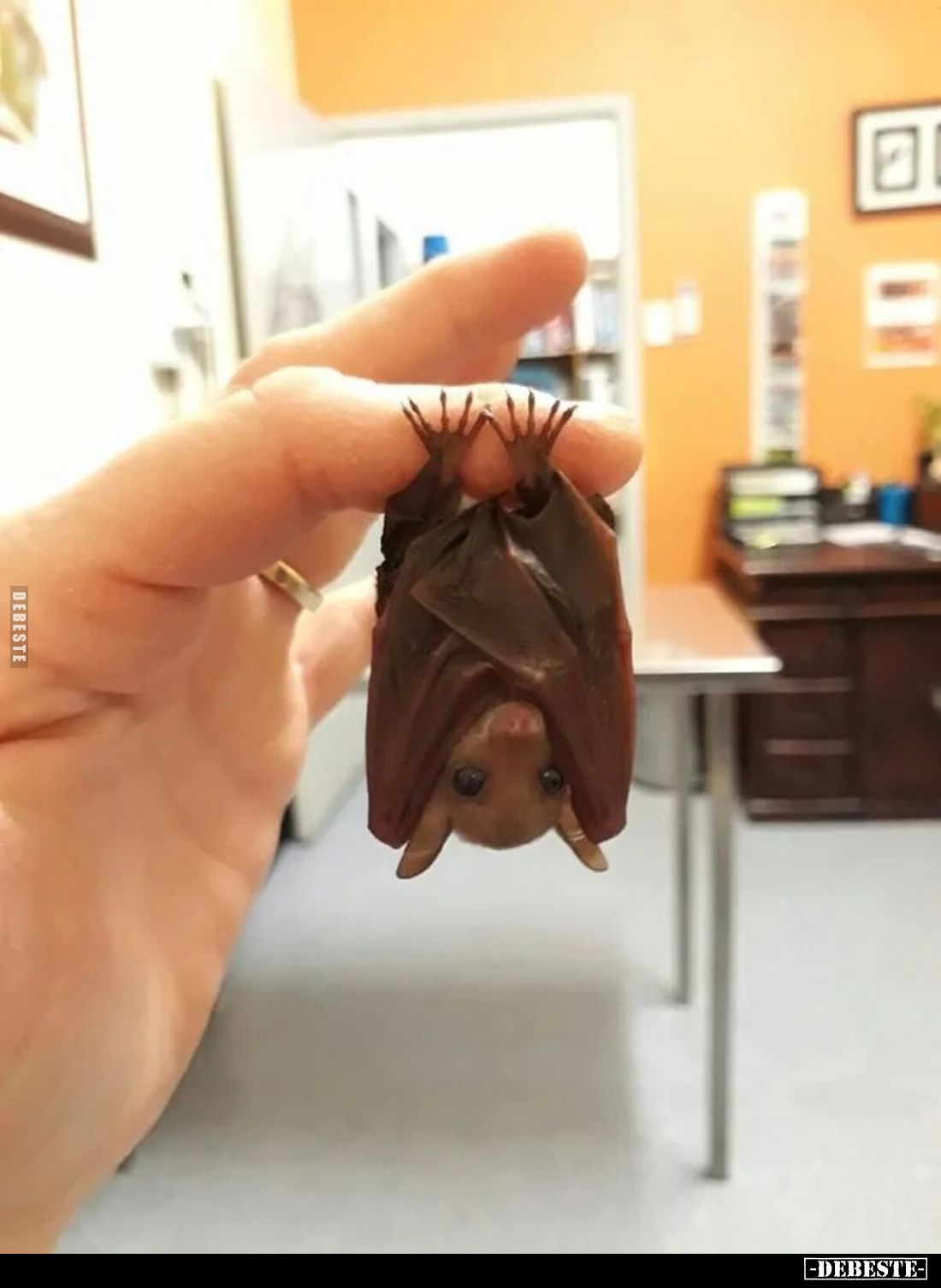 Kleine Fledermaus