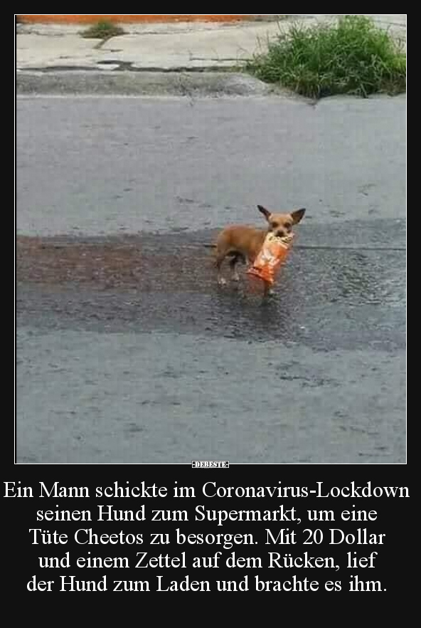 Ein Mann schickte im Coronavirus-Lockdown seinen Hund zum.. - Lustige Bilder | DEBESTE.de