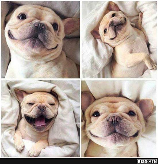 Glücklicher Hund - Glückliches Leben! - Lustige Bilder | DEBESTE.de