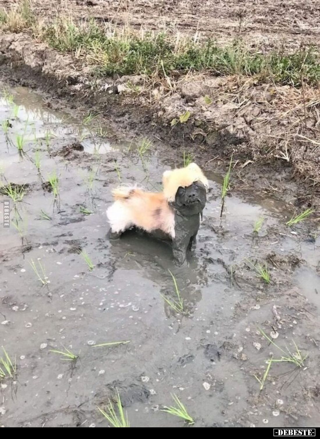  - Lustige Bilder | DEBESTE.de