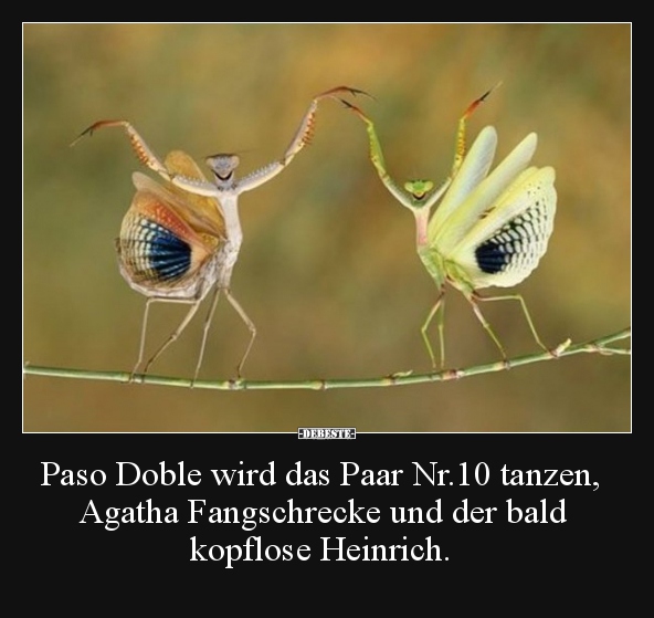 Paso Doble wird das Paar Nr.10 tanzen, Agatha Fangschrecke..