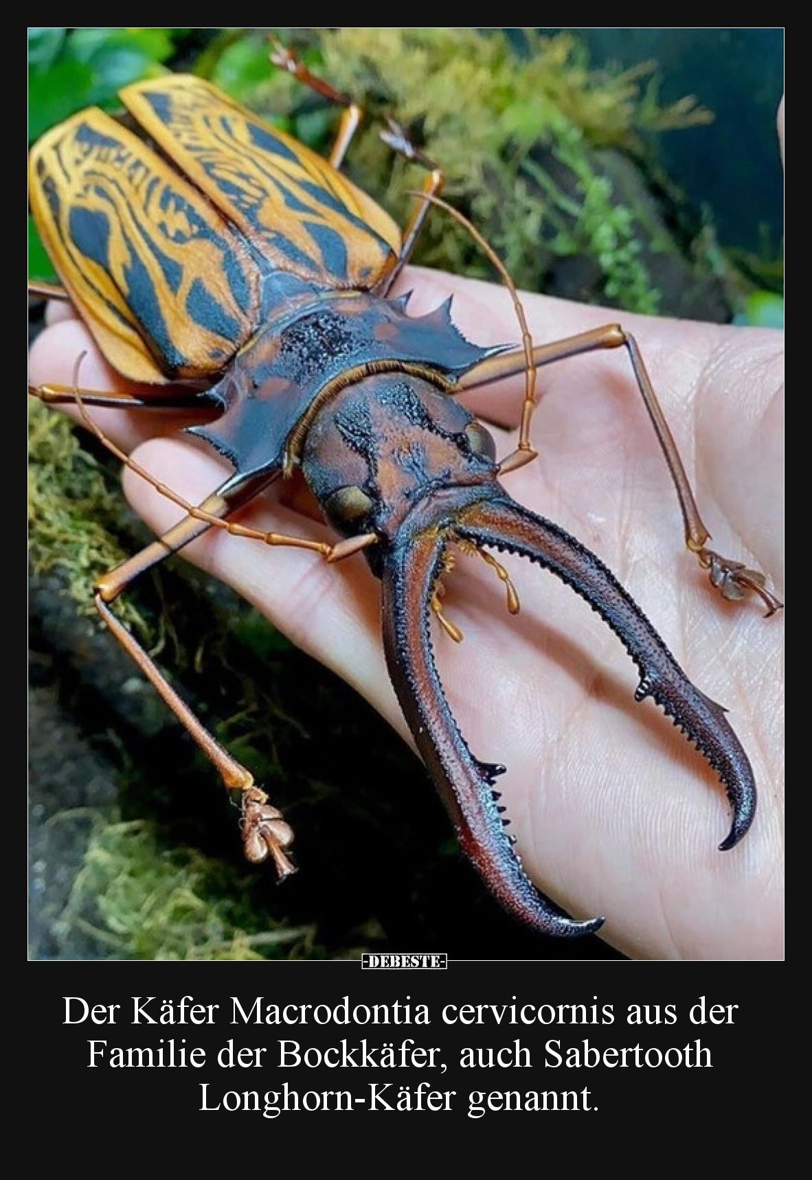 Der Käfer Macrodontia cervicornis aus der Familie der Bockkäfer, auch Sabertooth Longhorn-Käfer genannt.