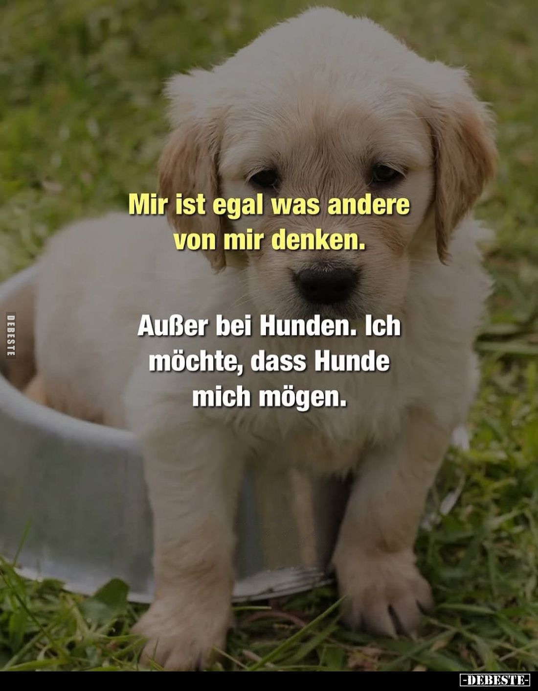 Mir ist egal was andere von mir denken.
Außer bei Hunden. Ich möchte, dass Hunde mich mögen.