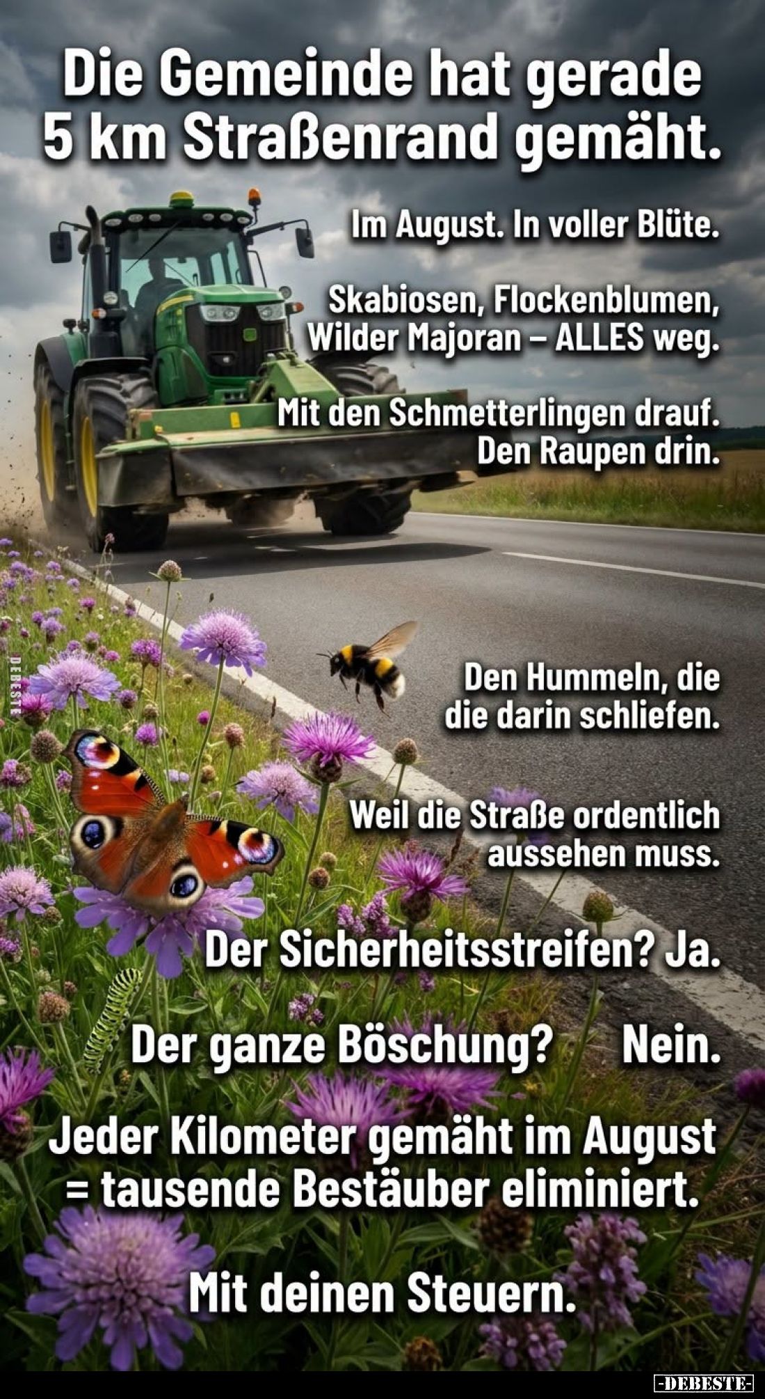 Die Gemeinde hat gerade 5 km Straßenrand gemäht.
Im August. In voller Blüte.
Skabiosen, Flockenblumen, Wilder Majoran – ALL...