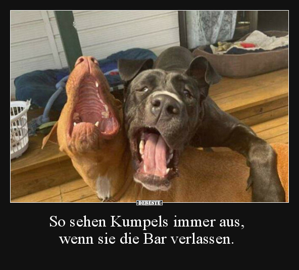 So sehen Kumpels immer aus, wenn sie die Bar verlassen... - Lustige Bilder | DEBESTE.de