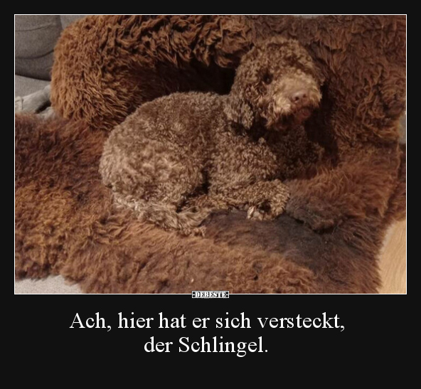 Ach, hier hat er sich versteckt, der Schlingel.