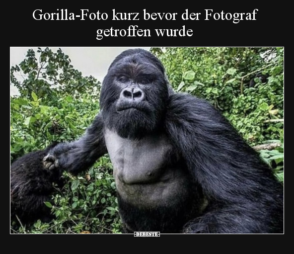 Gorilla-Foto kurz bevor der Fotograf getroffen wurde.. - Lustige Bilder | DEBESTE.de