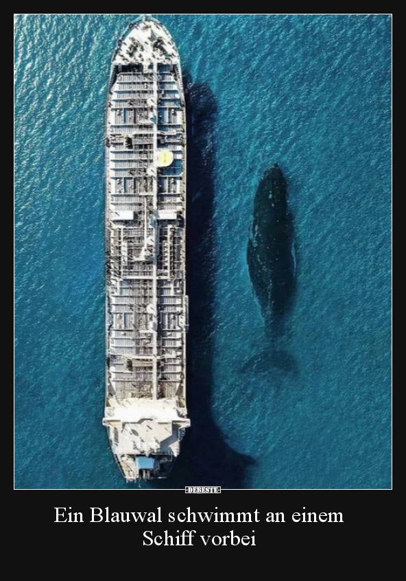 Ein Blauwal schwimmt an einem Schiff vorbei.. - Lustige Bilder | DEBESTE.de