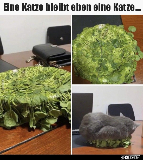 Eine Katze bleibt eben eine Katze...