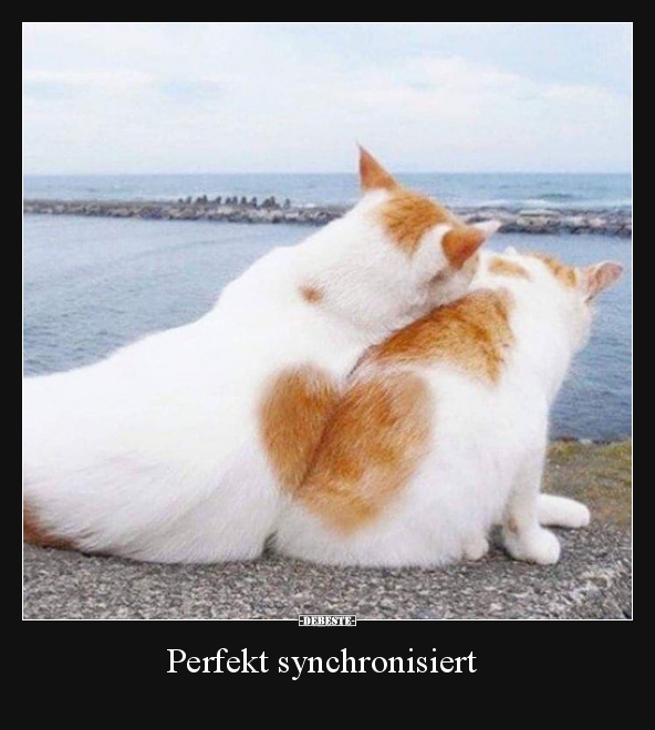 Perfekt synchronisiert.. - Lustige Bilder | DEBESTE.de