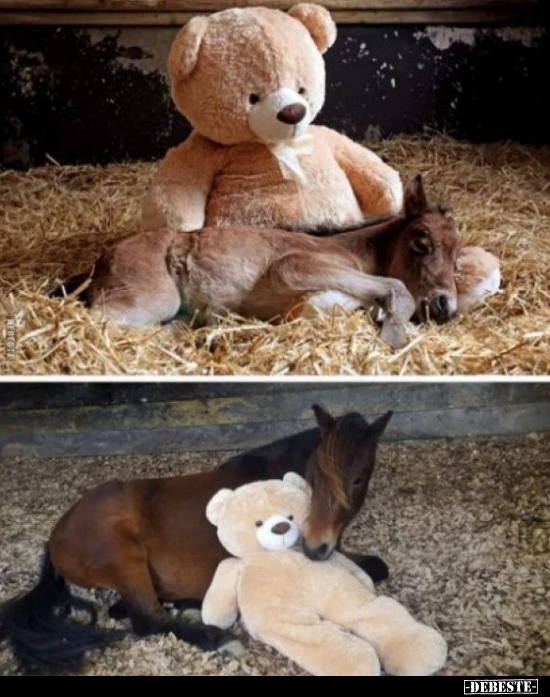  - Lustige Bilder | DEBESTE.de