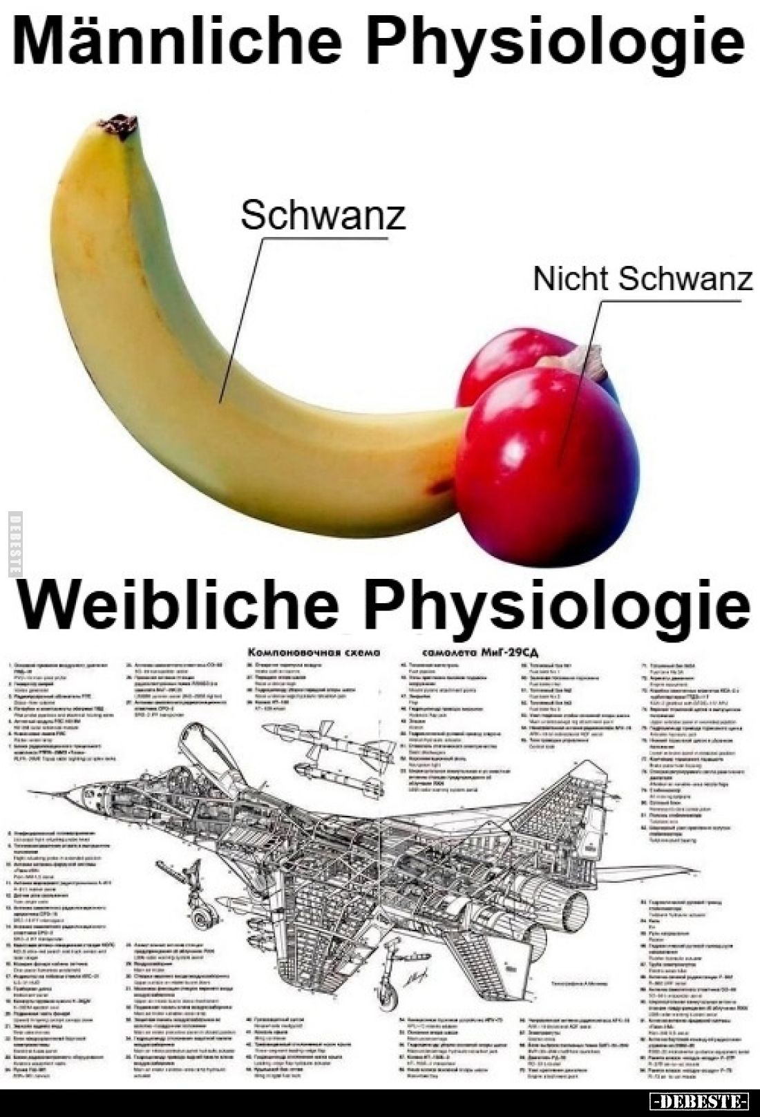 Männliche Physiologie.
-
Weibliche Physiologie.