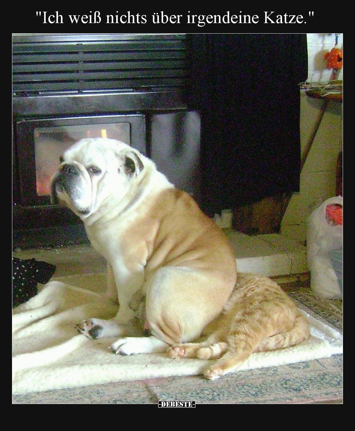 Ich weiß nichts über irgendeine Katze.