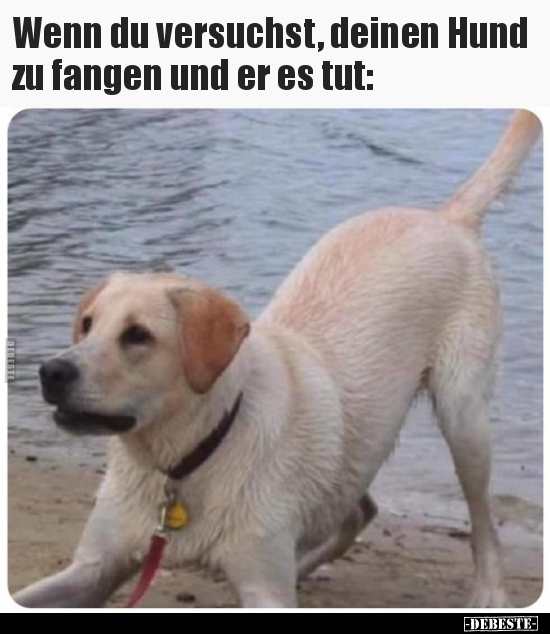 Wenn du versuchst, deinen Hund zu fangen und er es tut.. - Lustige Bilder | DEBESTE.de