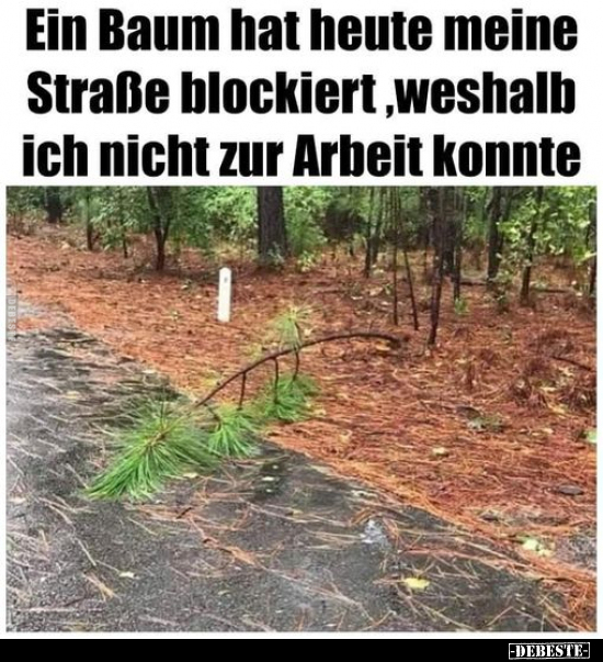 Ein Baum hat heute meine Straße blockiert, weshalb ich.. - Lustige Bilder | DEBESTE.de