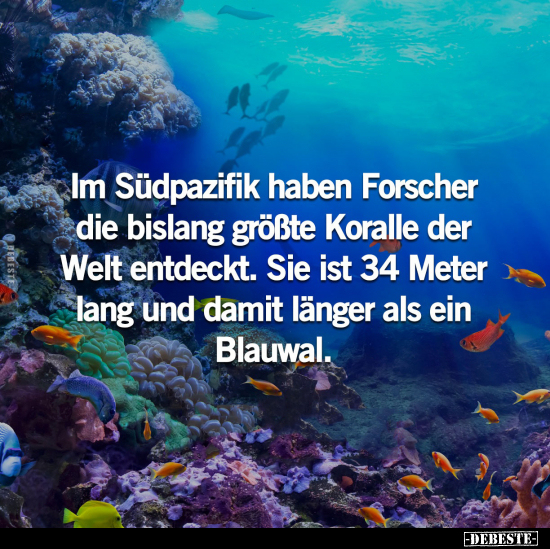 Im Südpazifik haben Forscher die bislang größte Koralle der.. - Lustige Bilder | DEBESTE.de