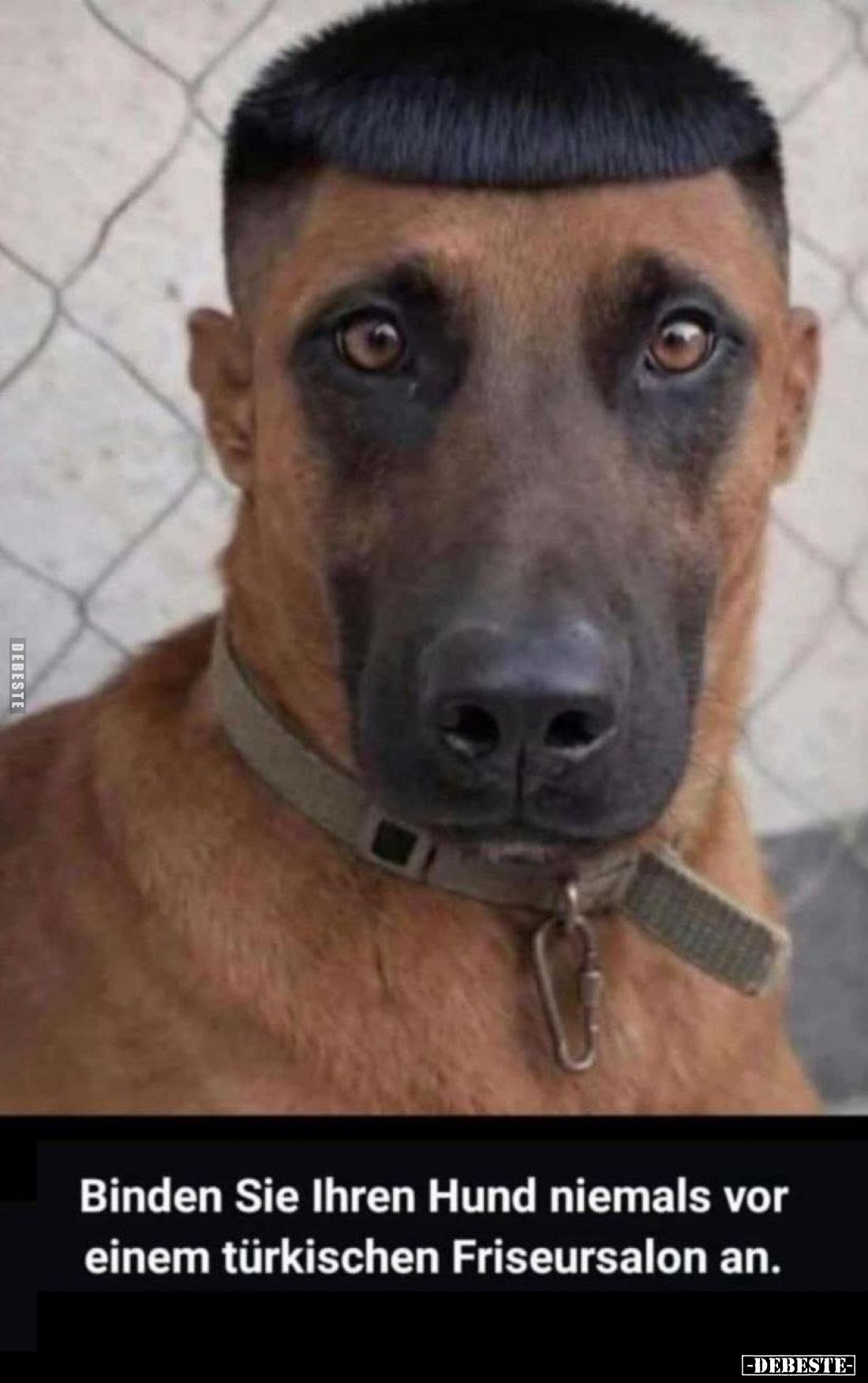 Binden Sie Ihren Hund niemals vor einem türkischen Friseursalon an.