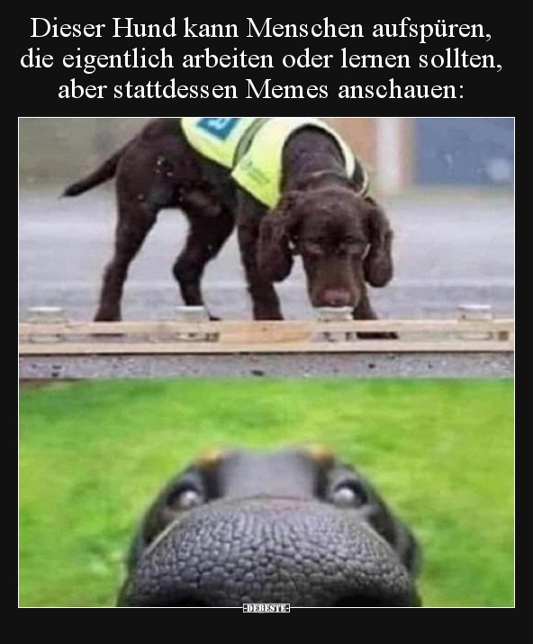 Dieser Hund kann Menschen aufspüren, die eigentlich.. - Lustige Bilder | DEBESTE.de