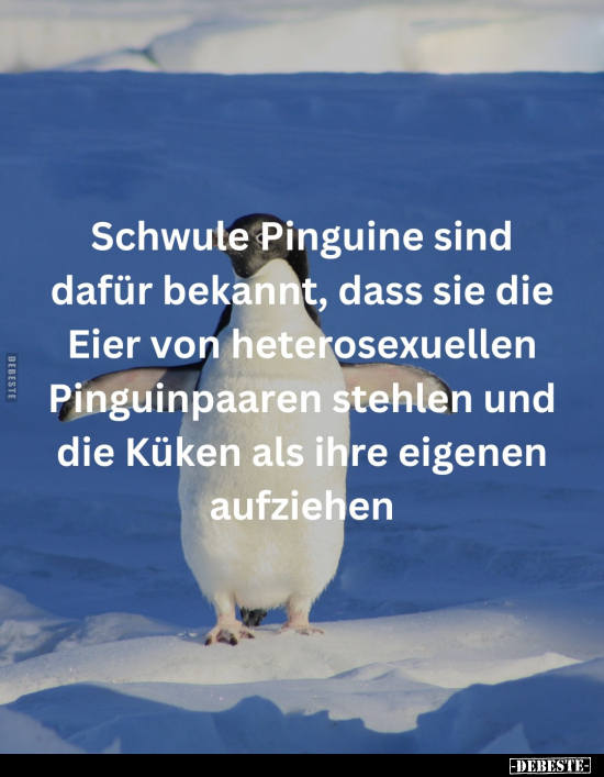 Schwule Pinguine sind dafür bekannt, dass sie.. - Lustige Bilder | DEBESTE.de