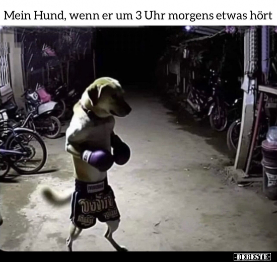 Mein Hund, wenn er um 3 Uhr morgens etwas hört.. - Lustige Bilder | DEBESTE.de