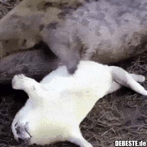  - Lustige Bilder | DEBESTE.de