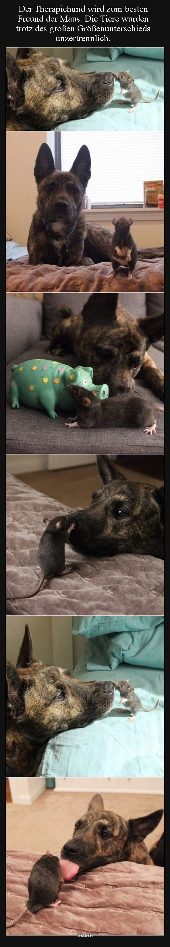 Der Therapiehund wird zum besten Freund der Maus... - Lustige Bilder | DEBESTE.de