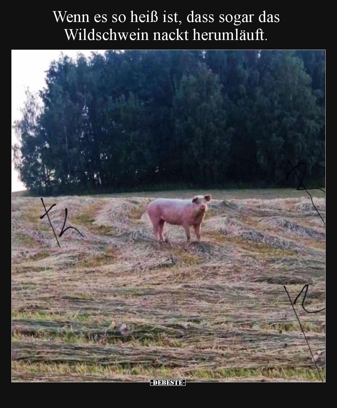 Wenn es so heiß ist, dass sogar das Wildschwein nackt herumläuft.