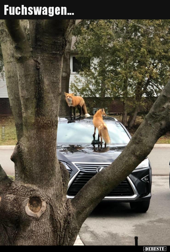 Fuchswagen...