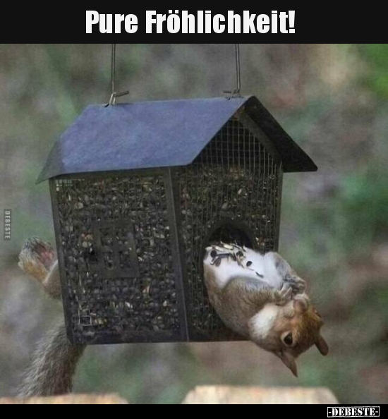 Pure Fröhlichkeit!..