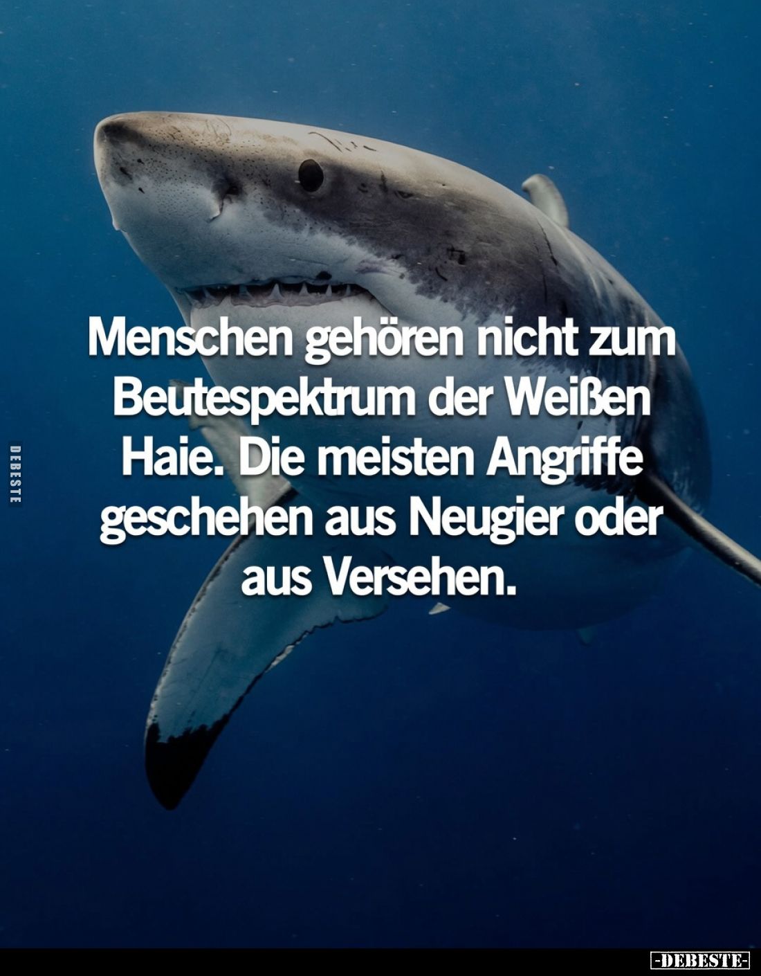 Menschen gehören nicht zum Beutespektrum der Weißen Haie.
Die meisten Angriffe geschehen aus Neugier oder aus Versehen.