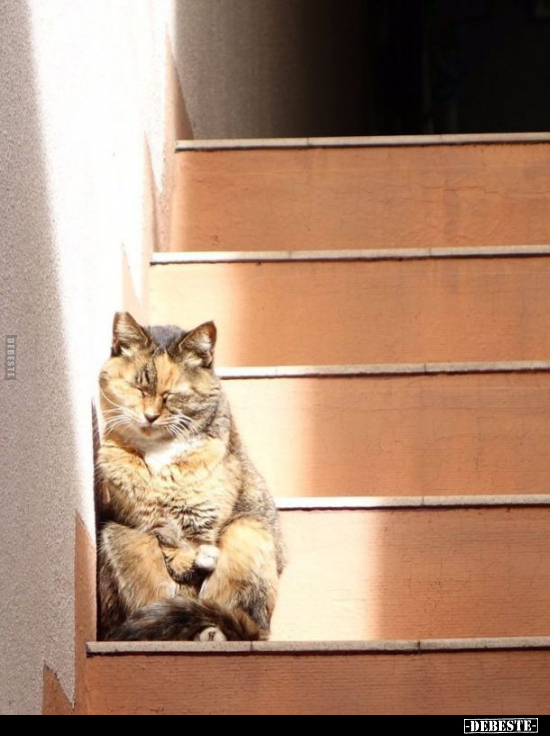  - Lustige Bilder | DEBESTE.de