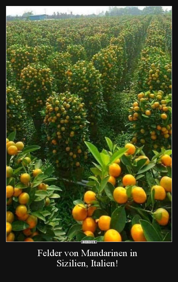 Felder von Mandarinen in Sizilien.. - Lustige Bilder | DEBESTE.de