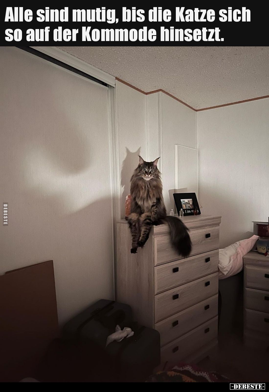 Alle sind mutig, bis die Katze sich so auf der Kommode hinsetzt.