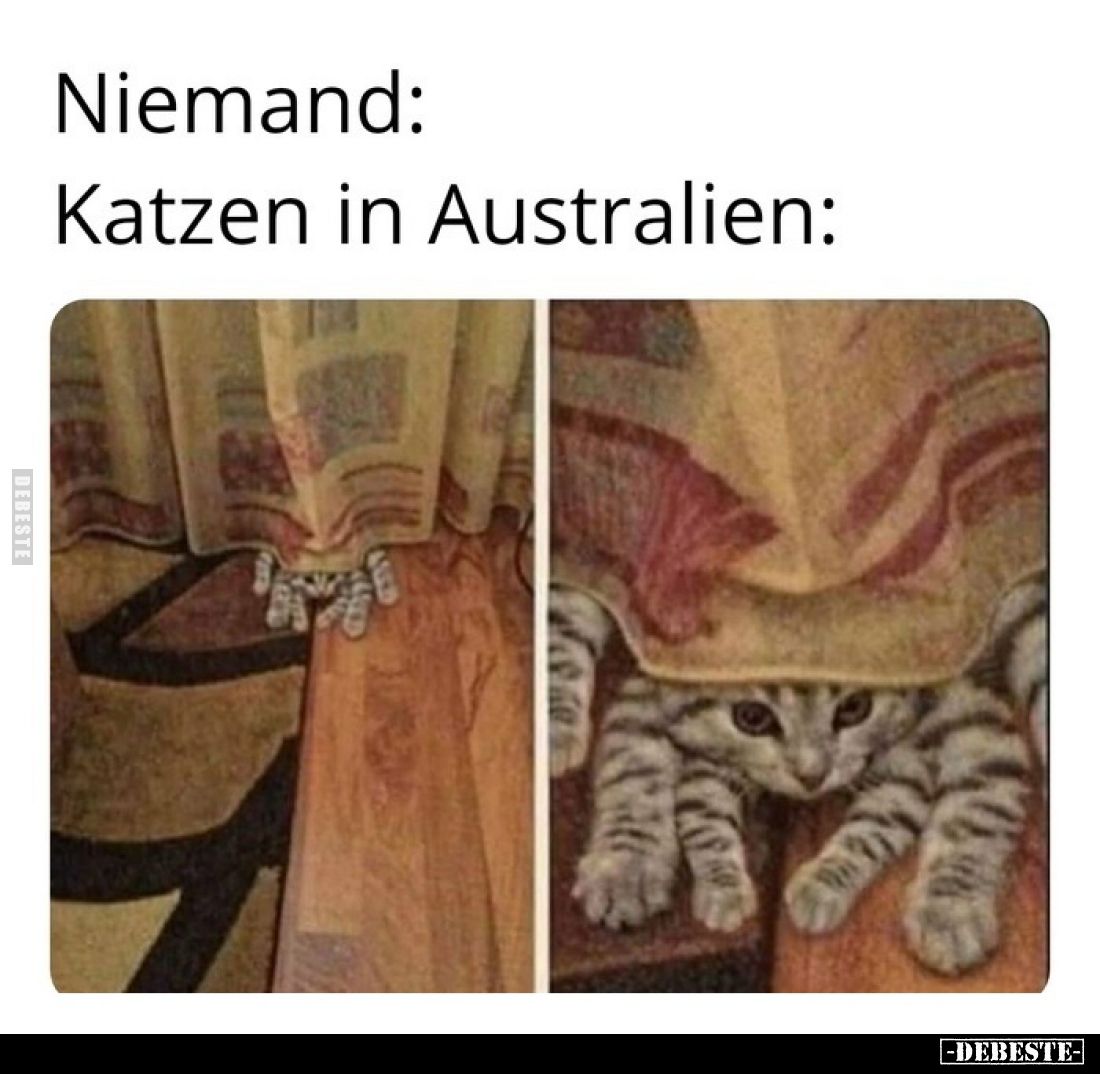 Niemand:
Katzen in Australien:
