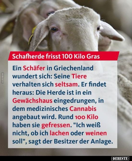 Schafherde frisst 100 Kilo Gras.. - Lustige Bilder | DEBESTE.de