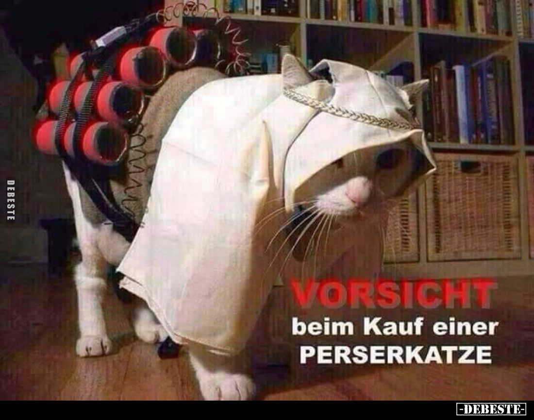Vorsicht
beim kauf einer Perserkatze.