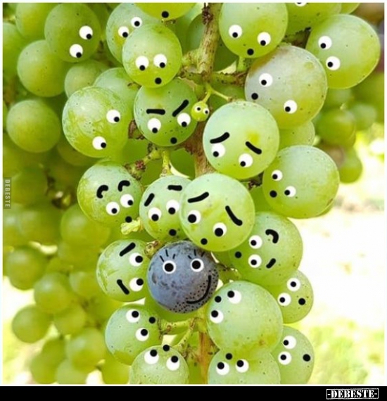  - Lustige Bilder | DEBESTE.de