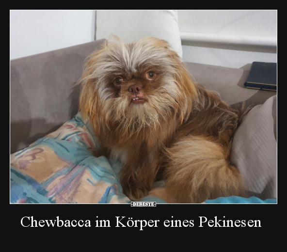 Chewbacca im Körper eines Pekinesen.. - Lustige Bilder | DEBESTE.de