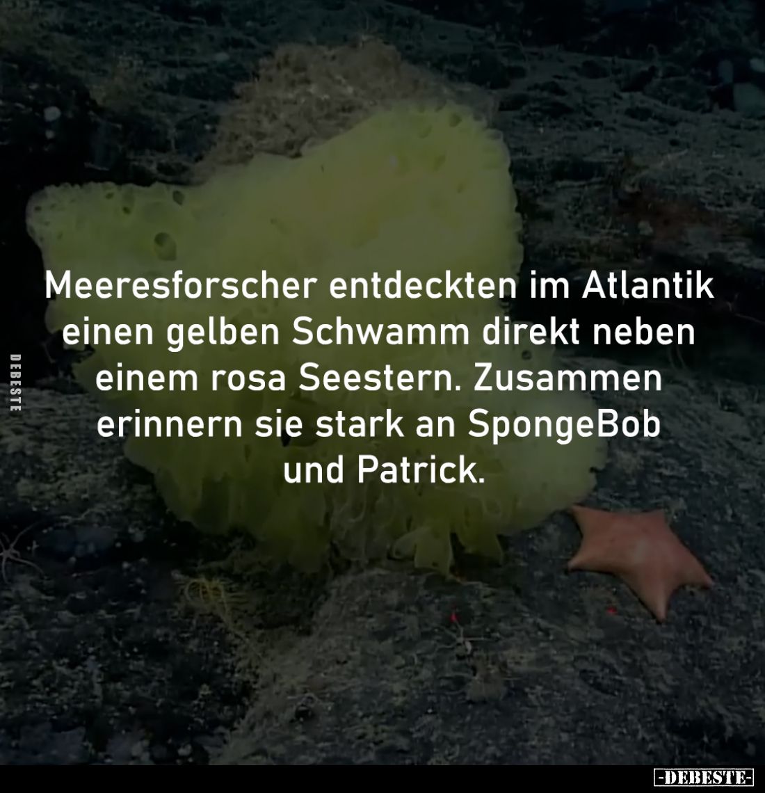 Meeresforscher entdeckten im Atlantik 
einen gelben Schwamm direkt neben 
einem rosa Seestern. Zusammen 
erinnern sie star...