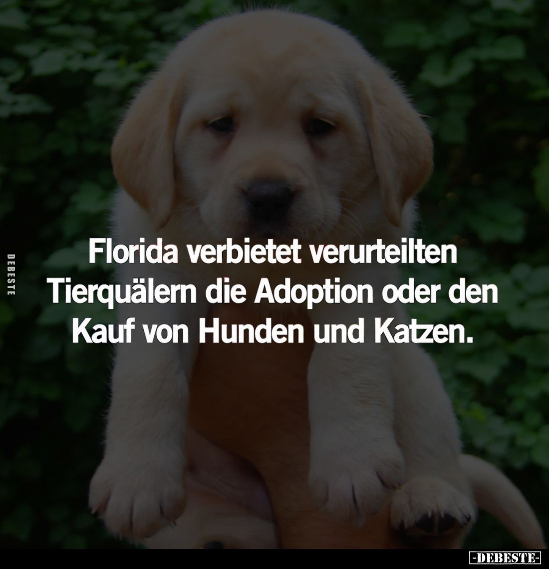 Florida verbietet verurteilten Tierquälern die Adoption oder den Kauf von Hunden und Katzen.