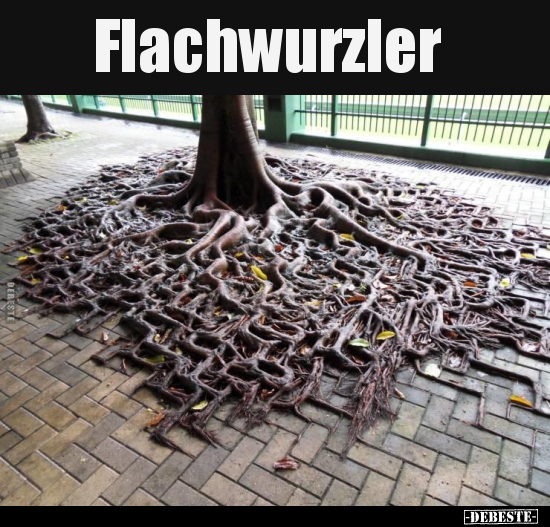Flachwurzler.. - Lustige Bilder | DEBESTE.de