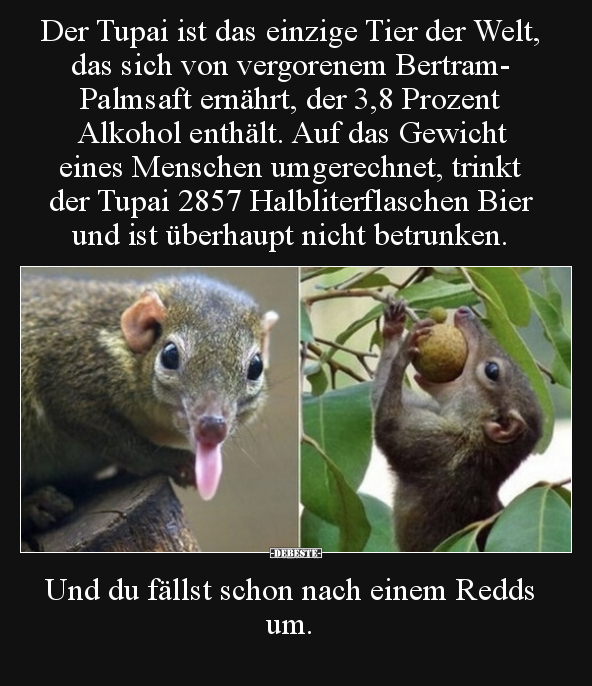 Der Tupai ist das einzige Tier der Welt, das sich von.. - Lustige Bilder | DEBESTE.de