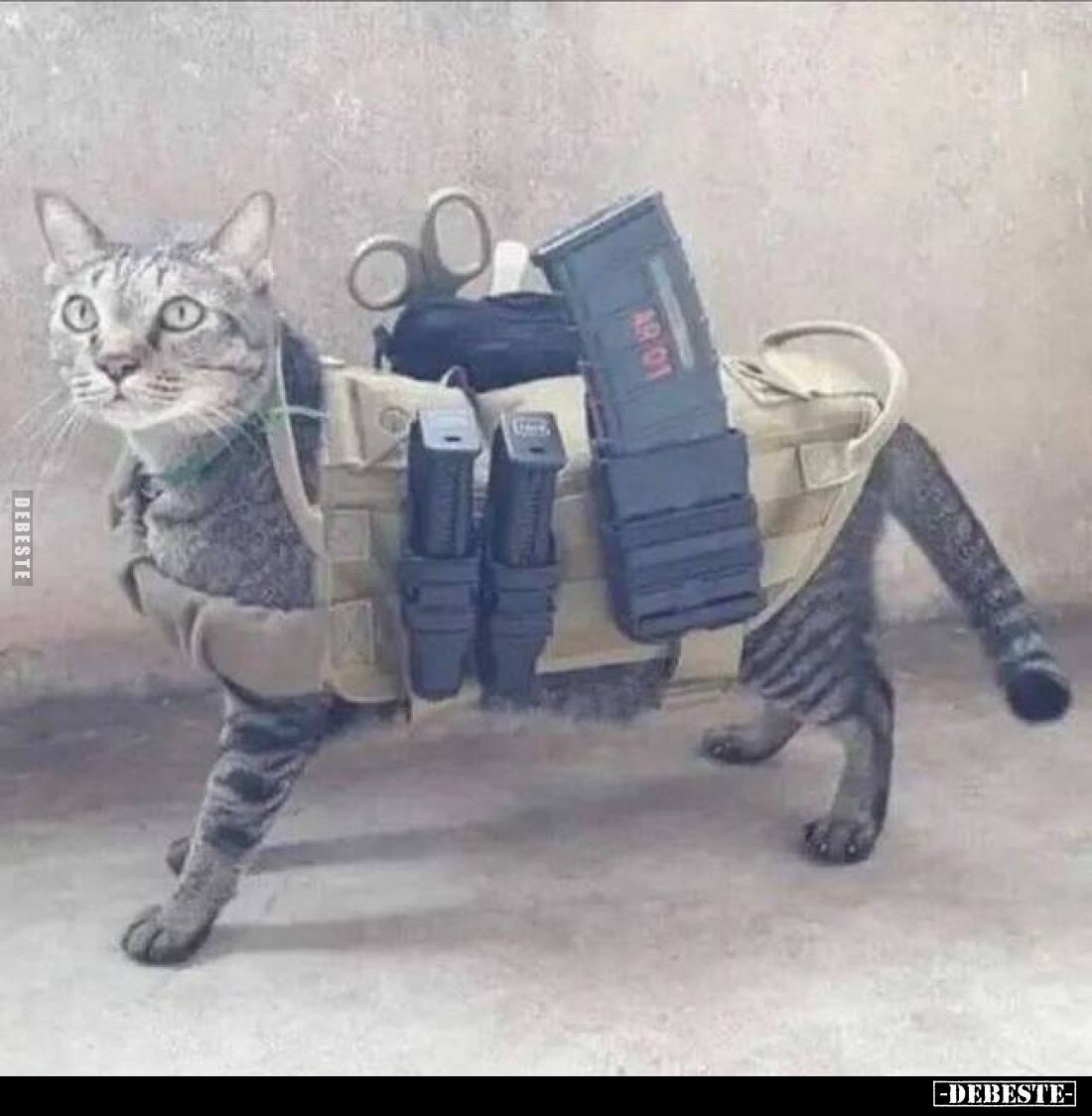 Taktische Katze..