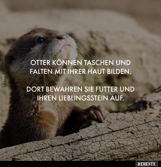 Otter können Taschen und Falten mit ihrer Haut bilden.. - Lustige Bilder | DEBESTE.de
