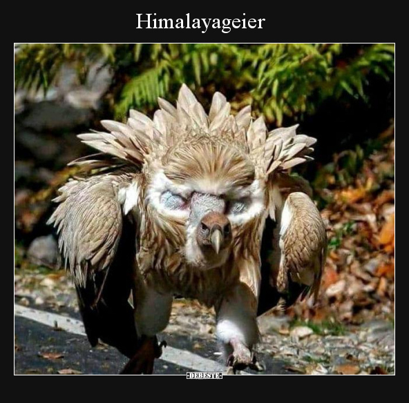 Himalayageier.. - Lustige Bilder | DEBESTE.de