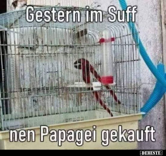Gestern im Suff nen Papagei gekauft.. - Lustige Bilder | DEBESTE.de