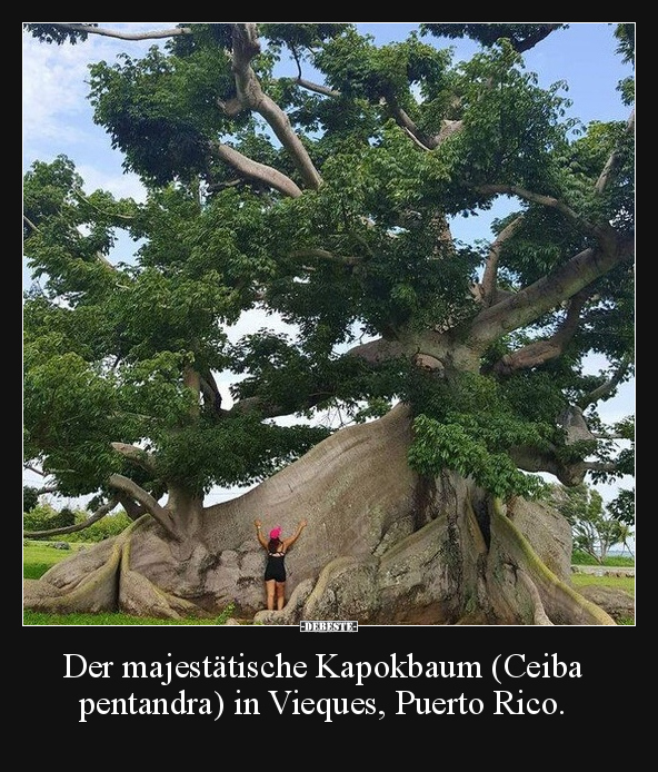 Der majestätische Kapokbaum (Ceiba pentandra) in Vieques.. - Lustige Bilder | DEBESTE.de