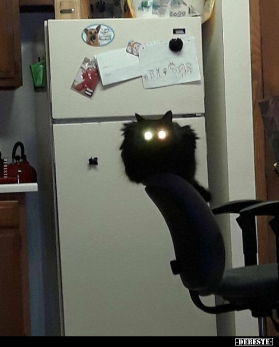  - Lustige Bilder | DEBESTE.de