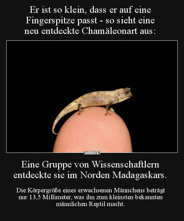 Er ist so klein, dass er auf eine Fingerspitze passt.. - Lustige Bilder | DEBESTE.de